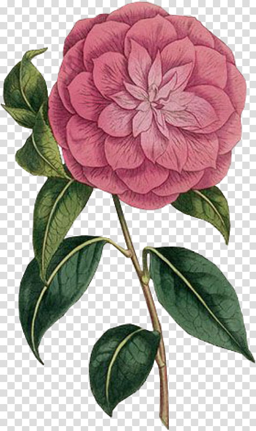 Pink Flower, Curtiss Botanical Magazine, Cabbage Rose, Printing, Garden Roses, French Rose, Plants, Japanese Camellia transparent background PNG clipart