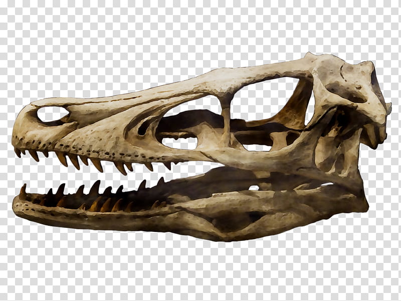 Skull, Velociraptor, Achillobator, Tyrannosaurus, Dinosaur, Length, Meter, Css3 transparent background PNG clipart