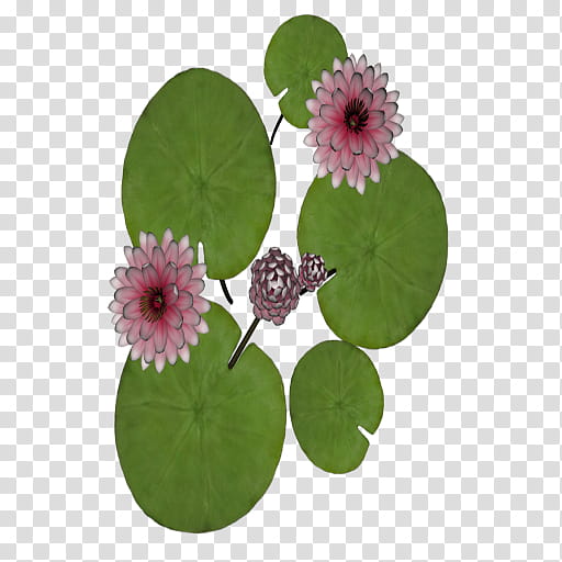 Lily Flower, Water Lilies, Nymphaea Nelumbo, Plants, Wood, Flowerpot, Tree, Tillandsia transparent background PNG clipart