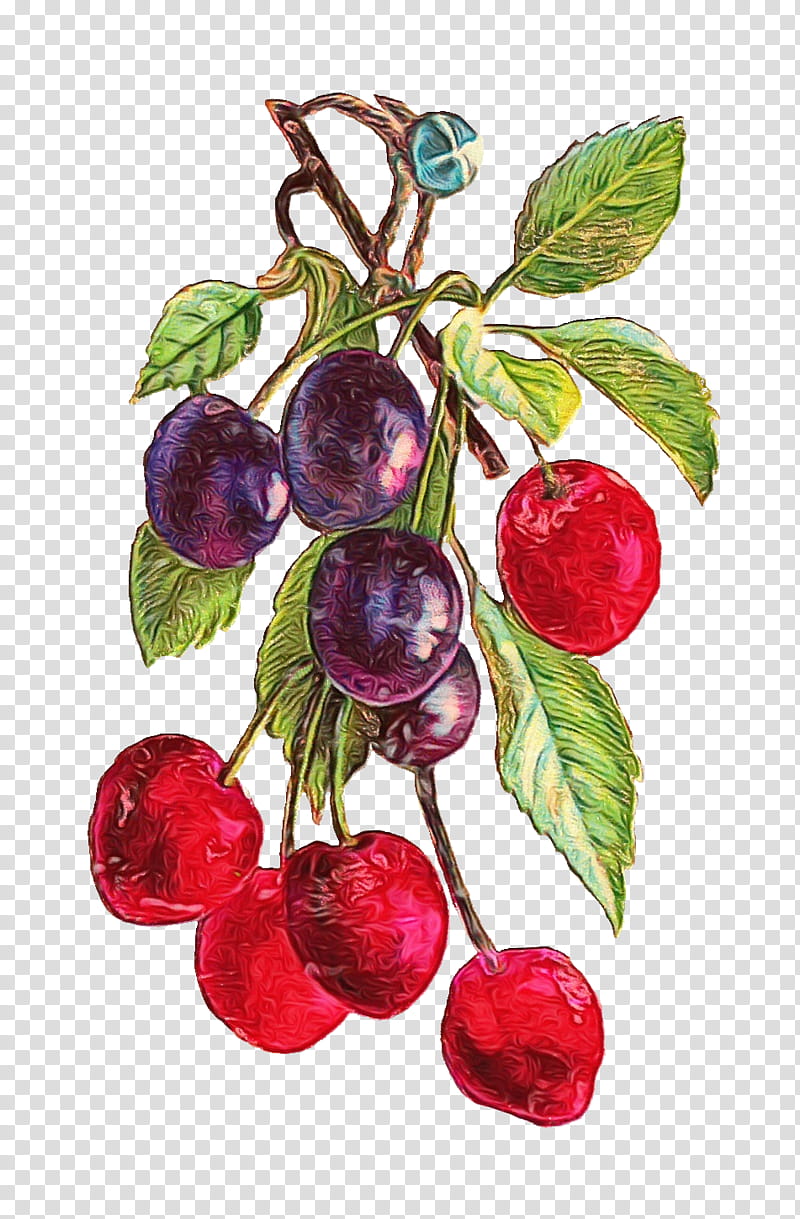 european plum fruit plant cherry food, Watercolor, Paint, Wet Ink, Flower, Berry, Tree, Leaf transparent background PNG clipart