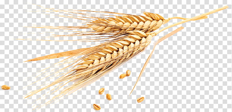 Wheat, Emmer, Cereal, Grain, Wheatbelt, Common Wheat, Rye, Barley ...