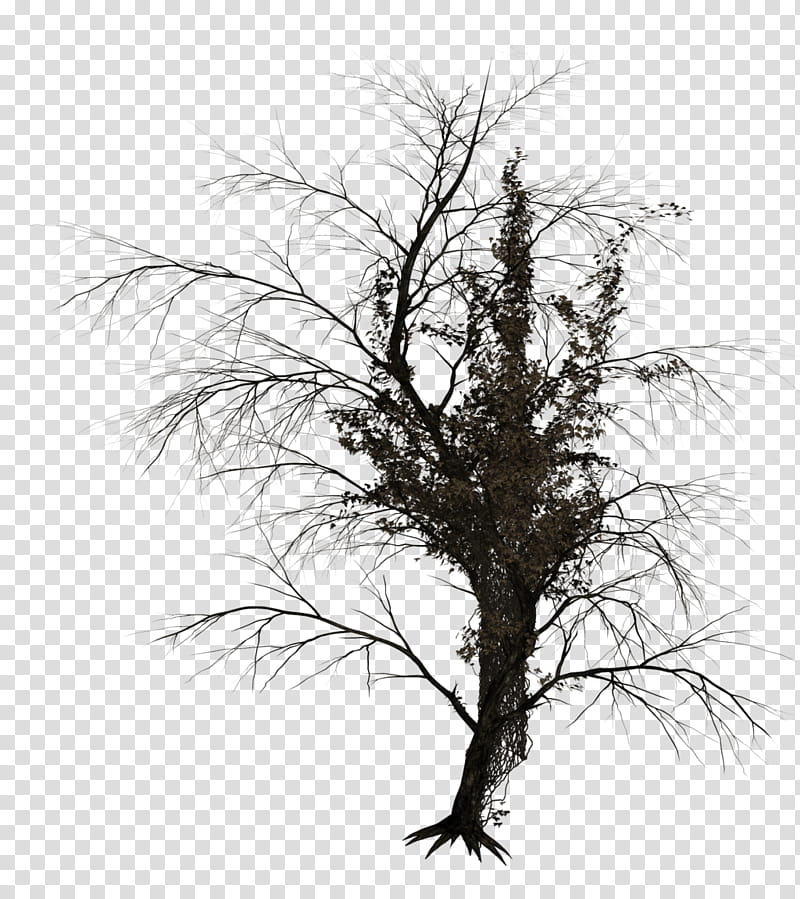 Dark, black bare tree transparent background PNG clipart