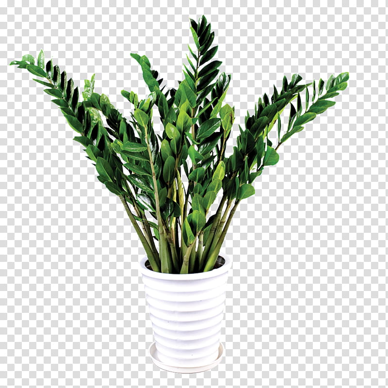 Ivy Leaf, Grow Light, Plants, Houseplant, Penjing, Tree, Price, Philodendron transparent background PNG clipart