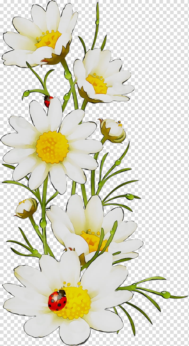 Bouquet Of Flowers, Oxeye Daisy, Floral Design, Cut Flowers, Roman Chamomile, Marguerite Daisy, Flower Bouquet, Petal transparent background PNG clipart