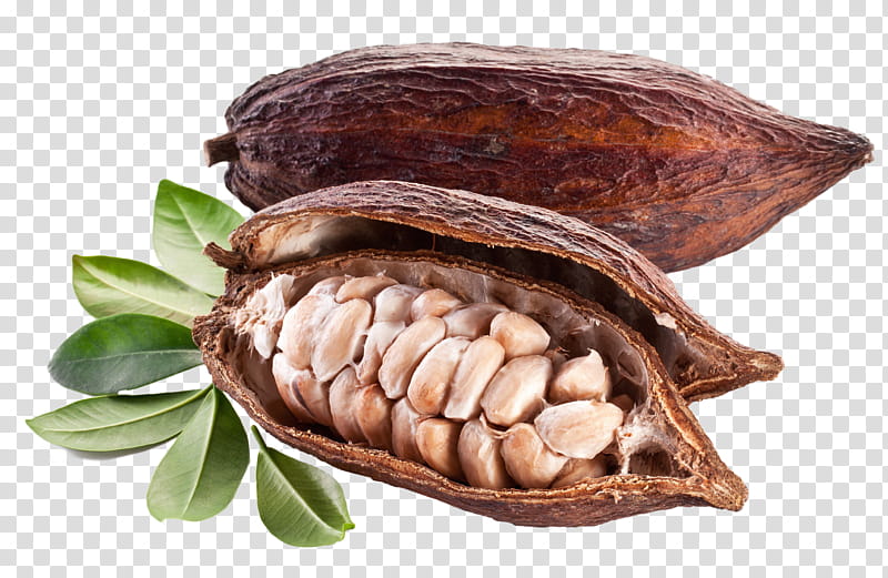 Cartoon Tree, Cocoa Bean, Cacao Tree, Cocoa Solids, Food, Commodity, Abalone, Superfood transparent background PNG clipart