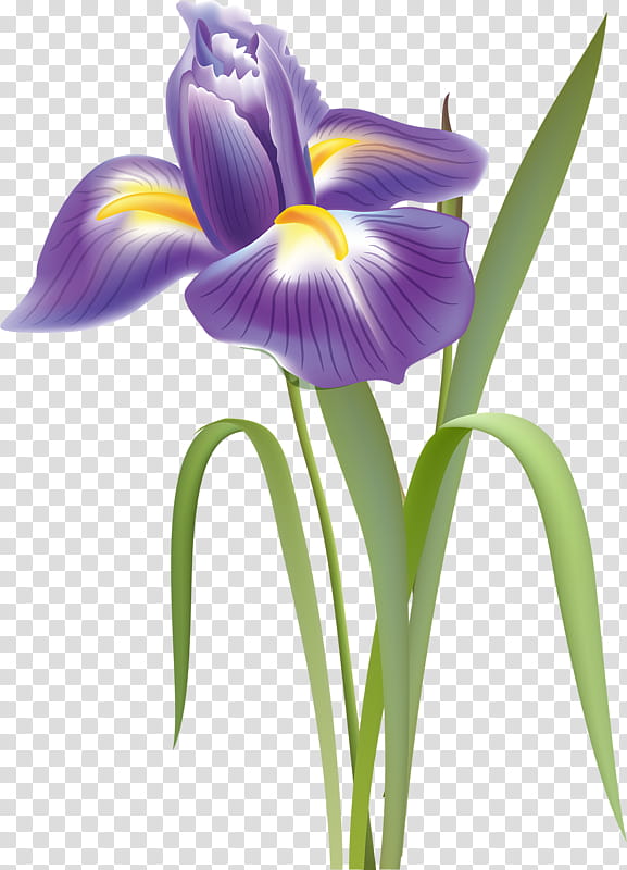 Blue Iris Flower, Drawing, Watercolor Painting, Floral Design, Northern Blue Flag, Bearded Iris, Flower Bouquet, Irises transparent background PNG clipart