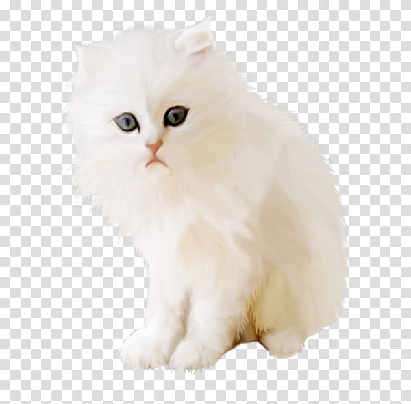 Cat, Persian Cat, British Semilonghair, Asian Semilonghair, Napoleon Cat, Kitten, Cymric, Ragamuffin Cat transparent background PNG clipart