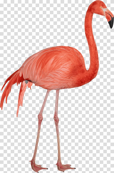 Flamingo Drawing, Greater Flamingo, Bird, Water Bird, Beak, Neck, Wildlife, Ratite transparent background PNG clipart