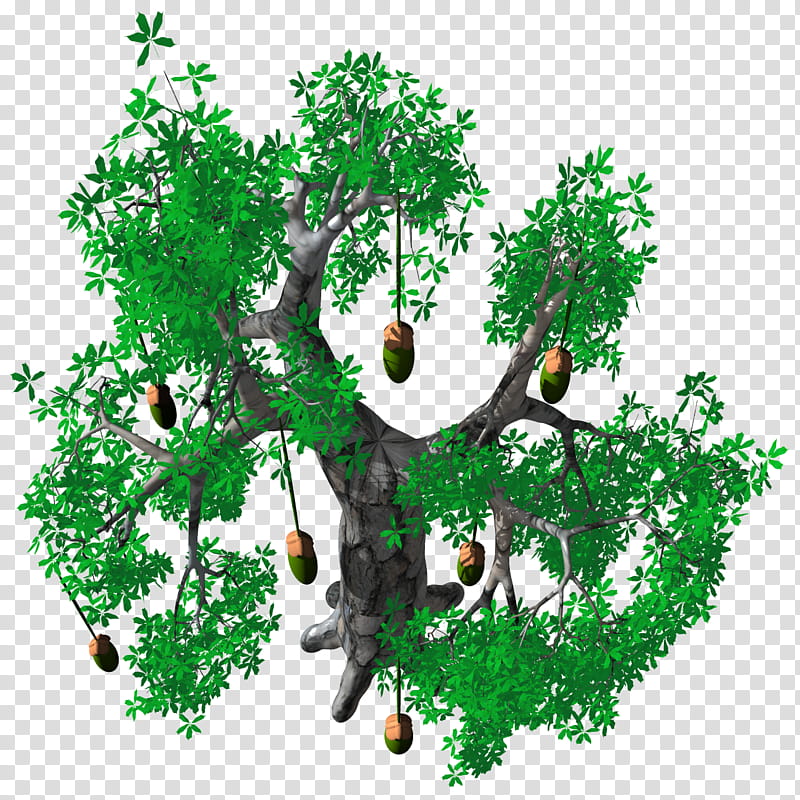 Fruit Baobab Adansonia TIF, green leafed tree transparent background PNG clipart