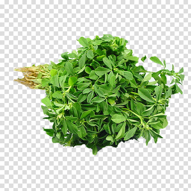 India Flower, Fenugreek, Herb, Ingredient, Cumin, Vegetable, Spice, Chutney transparent background PNG clipart