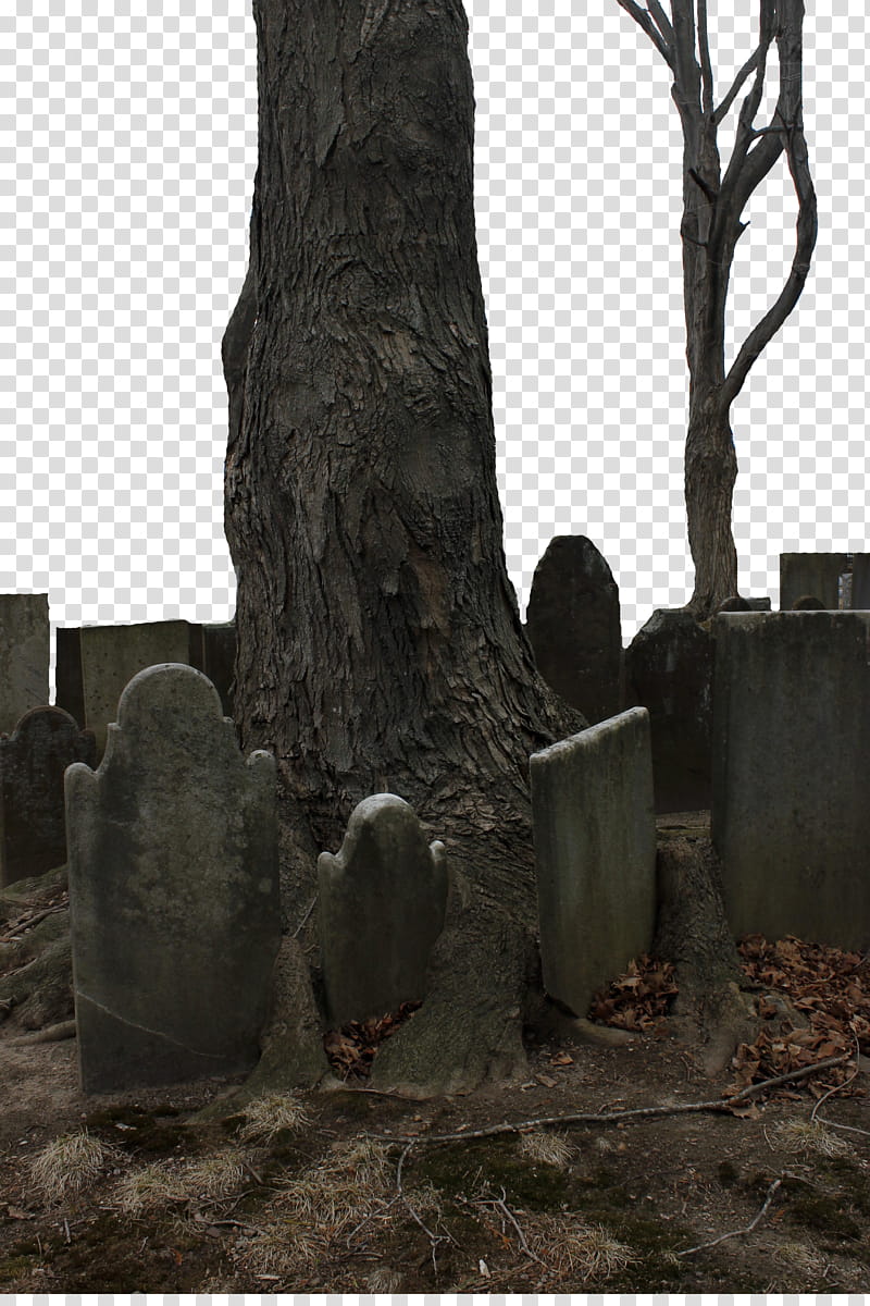 Headstone Tree, gray concrete tombstones and trees illustration transparent background PNG clipart