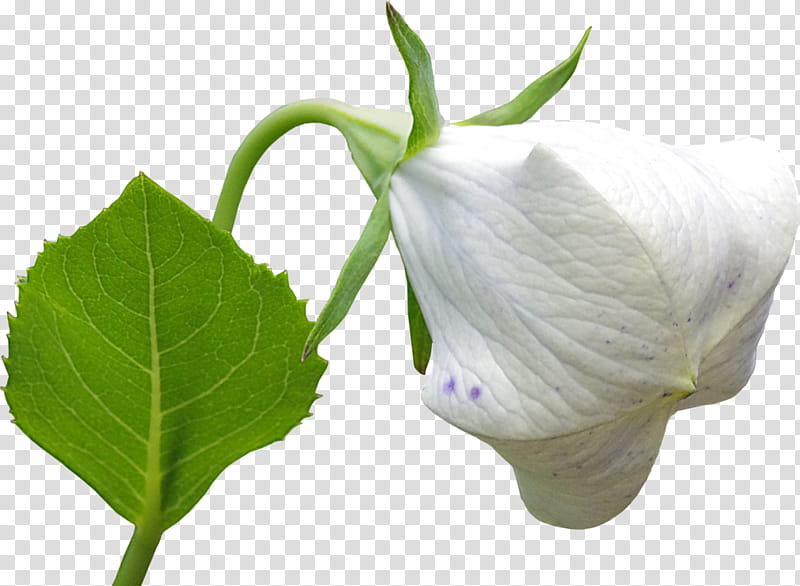White Flower, Daturas, Leaf, Plant Stem, Arum Lilies, Petal transparent background PNG clipart