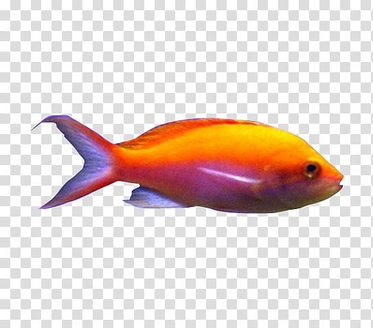 transparent background fish