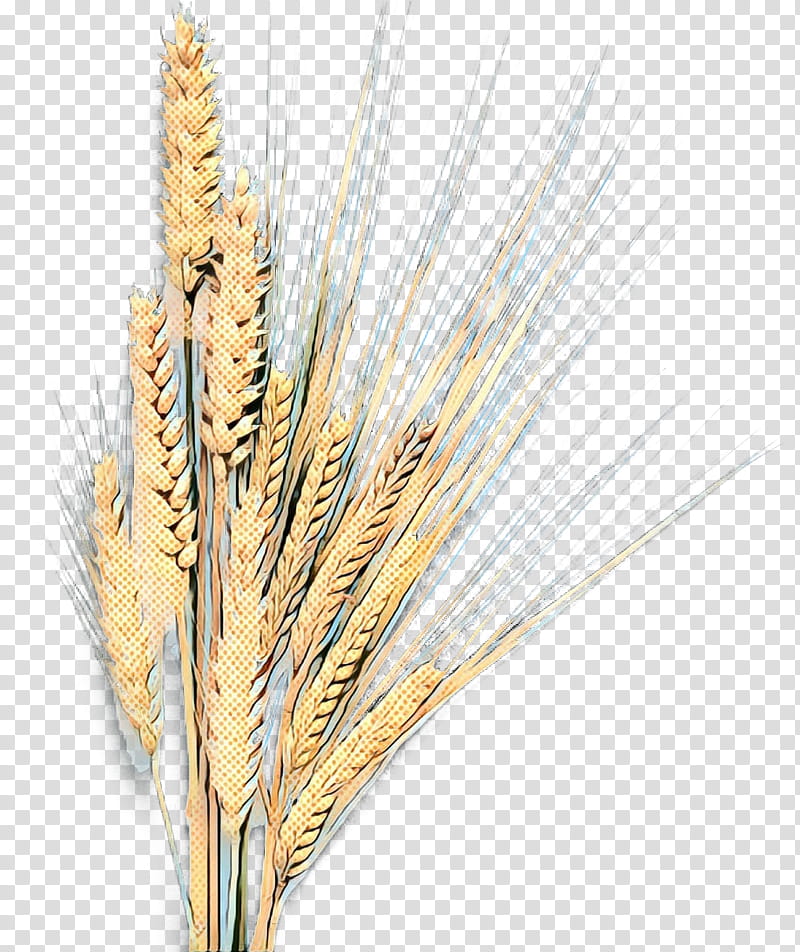 Wheat, Barley, Emmer, Grain, Einkorn Wheat, Cereal, Corn, Celiac Disease transparent background PNG clipart
