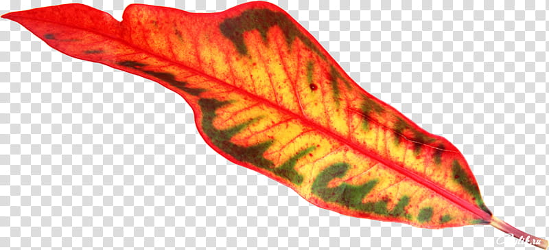 Autumn Leaf Drawing, Plants, synthesis, Chloroplast, Vascular Bundle, Bladnerv, Orange, Flatworm transparent background PNG clipart