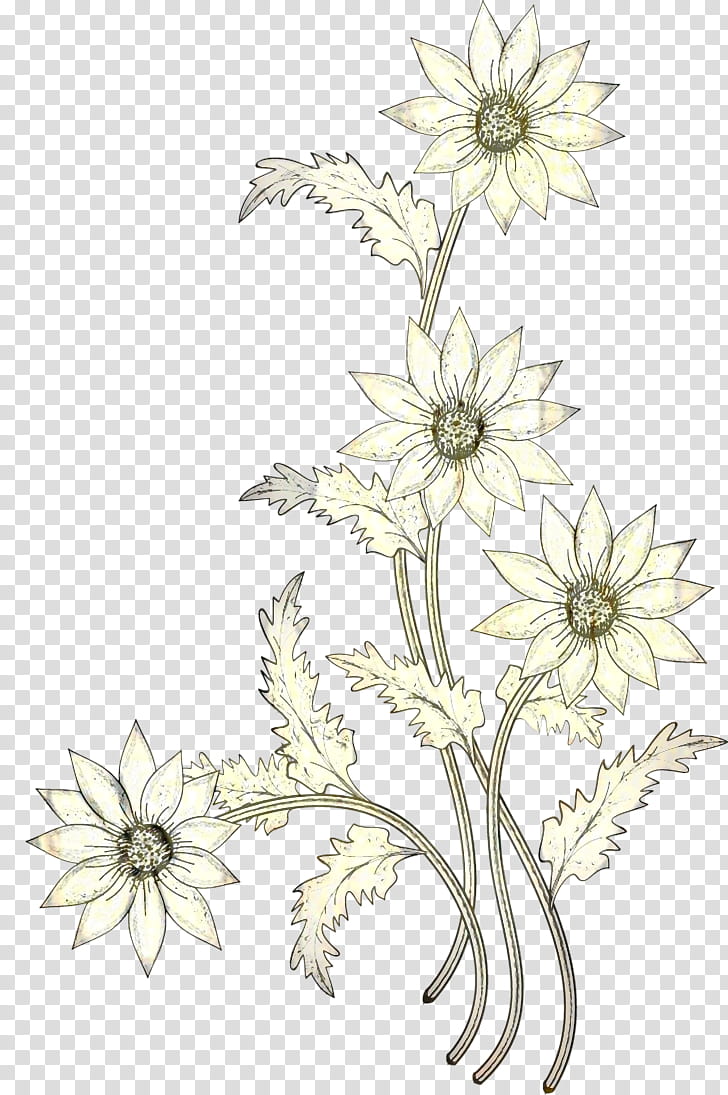 Family Tree Design, Floral Design, Cut Flowers, Chrysanthemum, Plant Stem, Petal, Line, Character transparent background PNG clipart