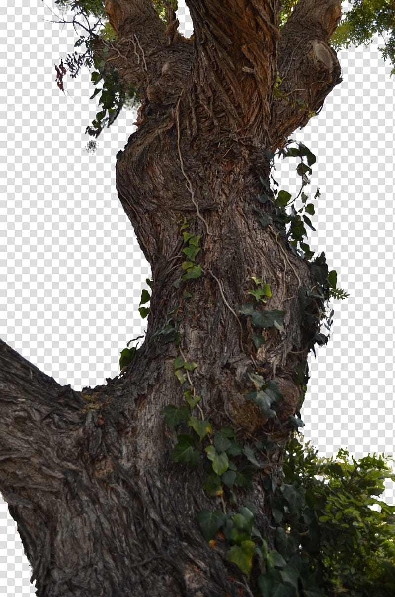 Tree Old Tree  on Street , low angle of trees transparent background PNG clipart