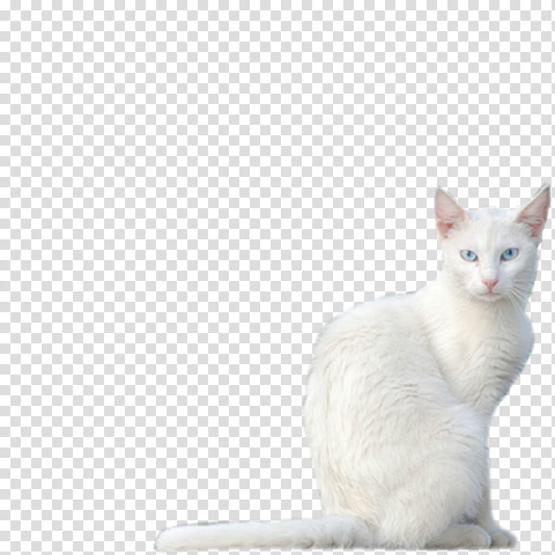White Kitty , sitting white cat transparent background PNG clipart