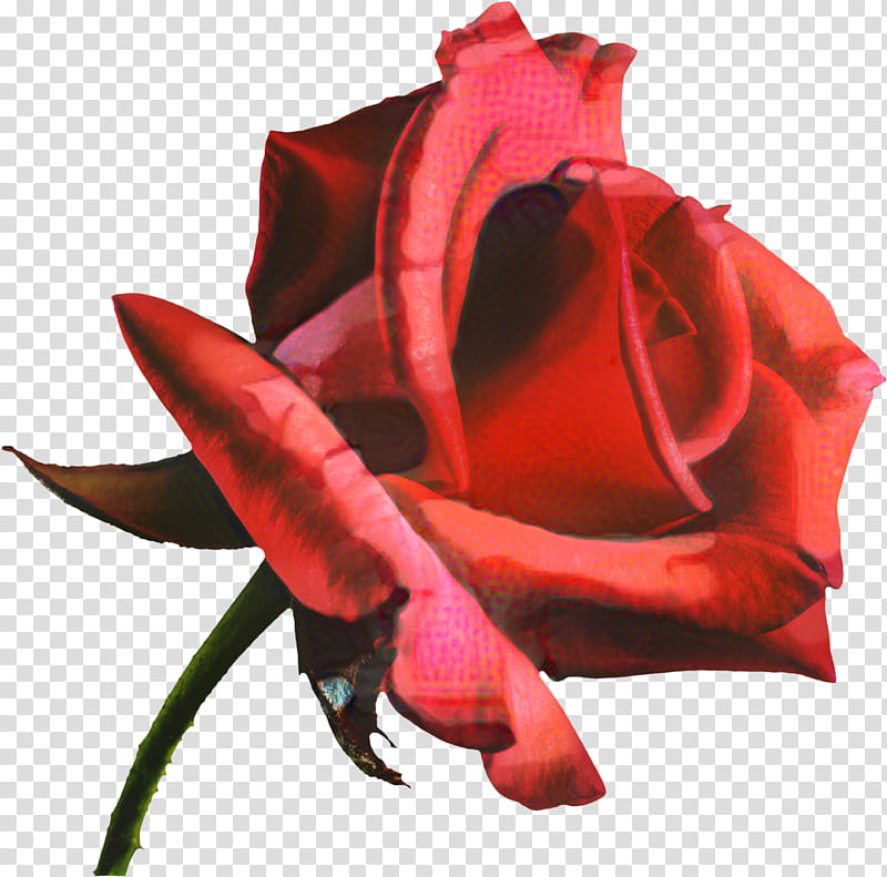 Pink Flower, Garden Roses, Floribunda, Blue Rose, China Rose, Tulip, Cut Flowers, French Rose transparent background PNG clipart