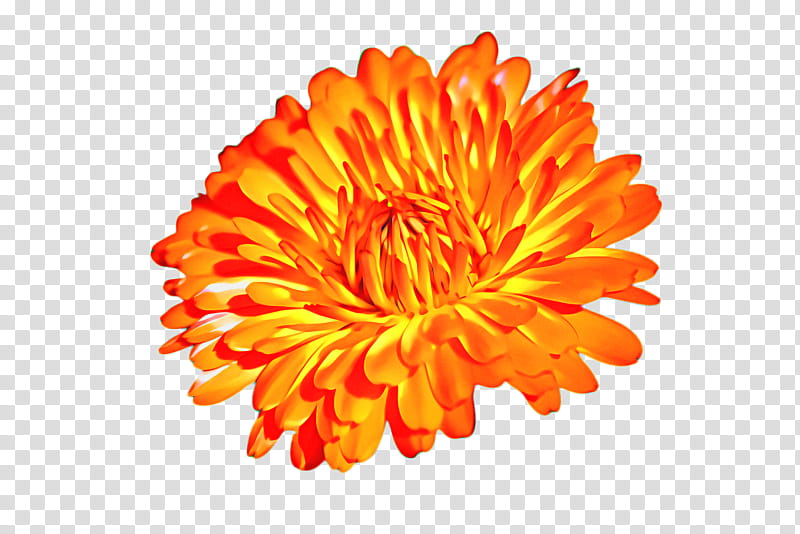 Flowers, Marigold, Blossom, Bloom, Flora, Pot Marigold, Orange, Mexican Marigold transparent background PNG clipart