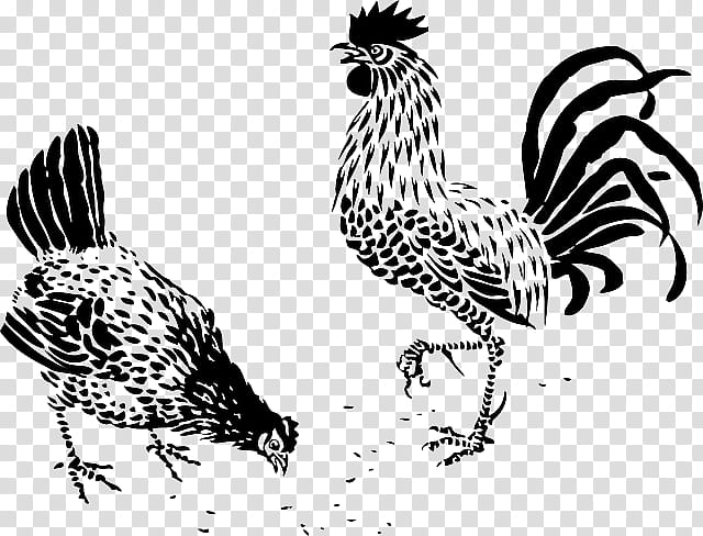 Bird Line Drawing, Chicken, Line Art, Rooster, Poultry, Sketchbook, Beak, Fowl transparent background PNG clipart
