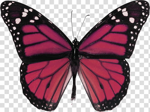 black, red, and white butterfly transparent background PNG clipart