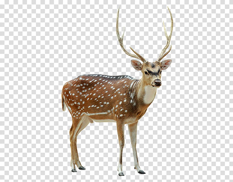 Reindeer, Red Deer, Chital, Fallow Deer, , Roe Deer, Sika Deer, Desktop transparent background PNG clipart