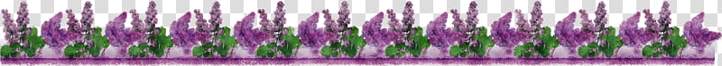 Lavender, Flower Border, Flower Background, Floral Line, Watercolor, Paint, Wet Ink, Green transparent background PNG clipart