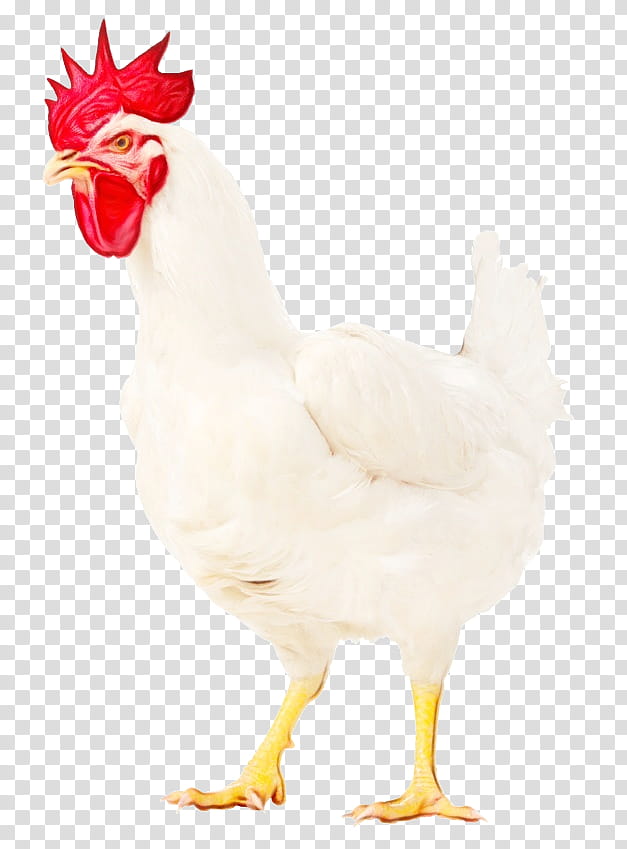 chicken bird rooster white comb, Watercolor, Paint, Wet Ink, Beak, Poultry, Live, Fowl transparent background PNG clipart