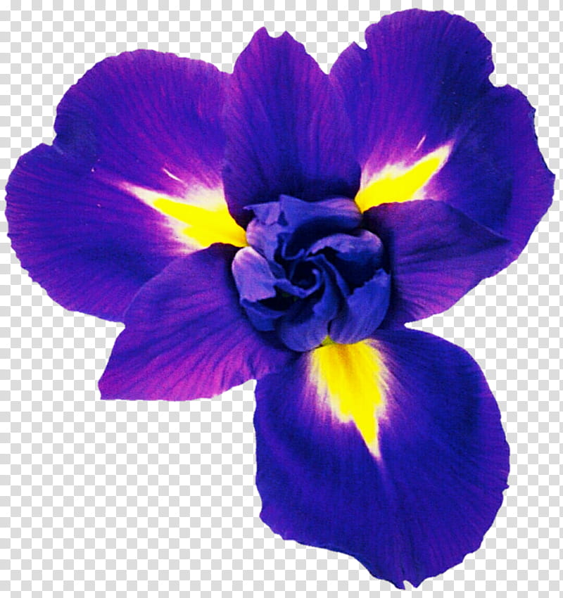 Violet Blue Iris transparent background PNG clipart