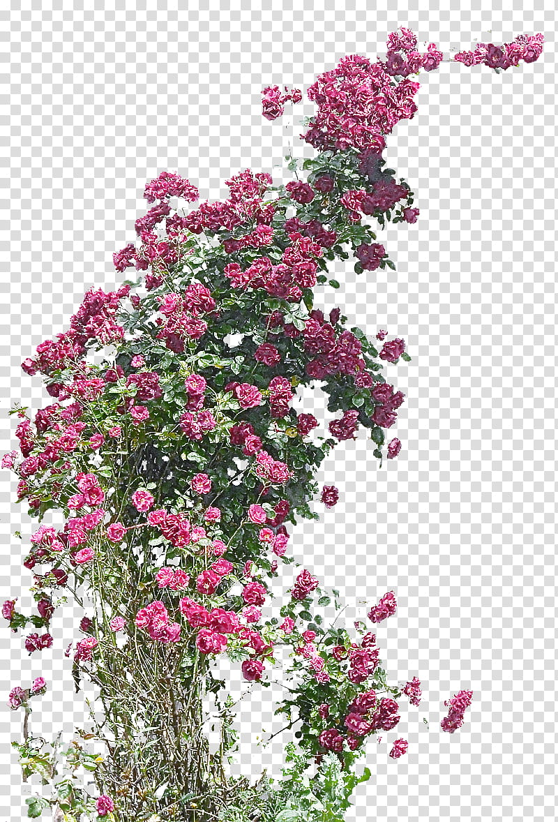 Rose, Flower, Plant, Bougainvillea, Pink, Tree, Rosa Wichuraiana, Shrub transparent background PNG clipart