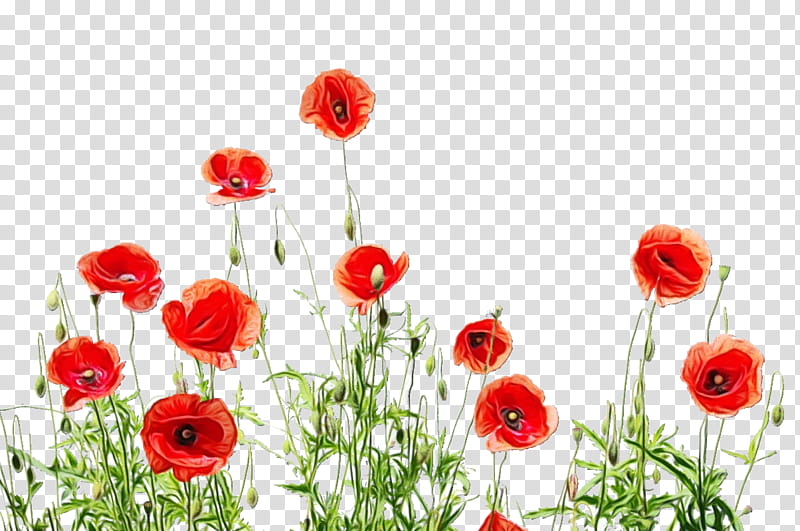 flower coquelicot plant red corn poppy, Watercolor, Paint, Wet Ink, Petal, Wildflower transparent background PNG clipart