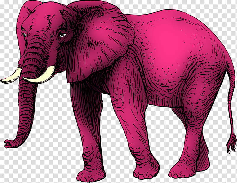 Baby Elephant, African Elephant, Asian Elephant, Seeing Pink Elephants, Drawing, Indian Elephant, Animal Figure, Magenta transparent background PNG clipart