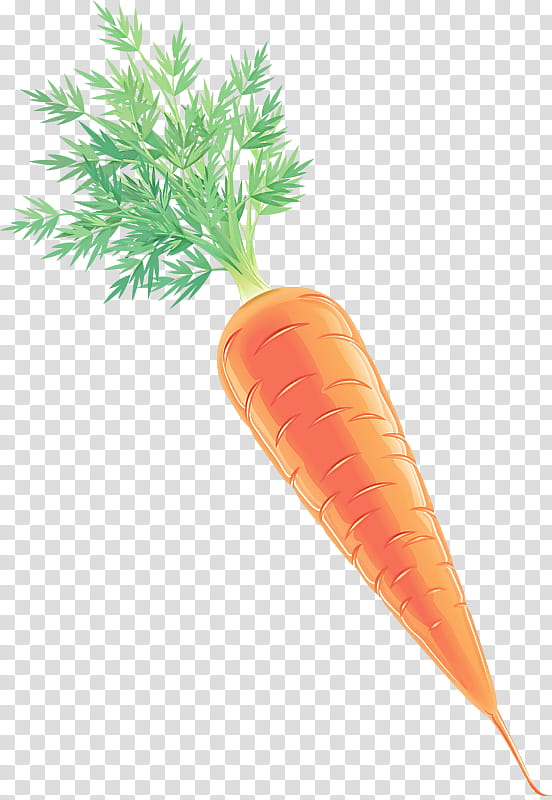 carrot root vegetable baby carrot wild carrot vegetable, Plant, Arracacia Xanthorrhiza, Food, Radish transparent background PNG clipart