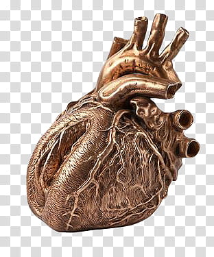 Gryffindor, human heart illustration transparent background PNG clipart