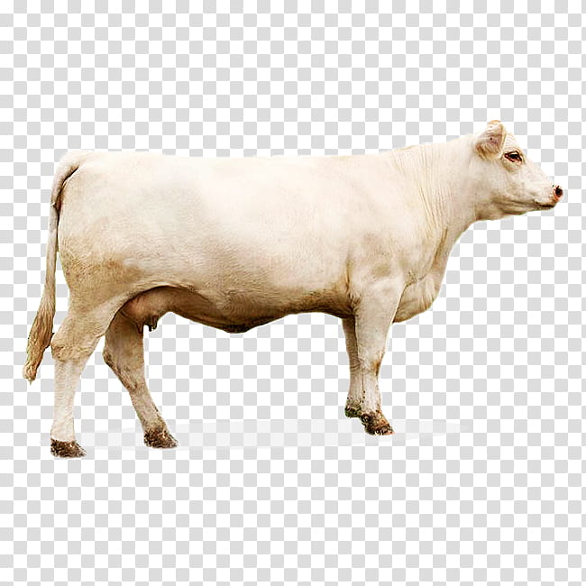 Goat, Calf, Charolais Cattle, Ox, Kaliningrad Oblast, Bull, Breed, Bovinicoltura transparent background PNG clipart