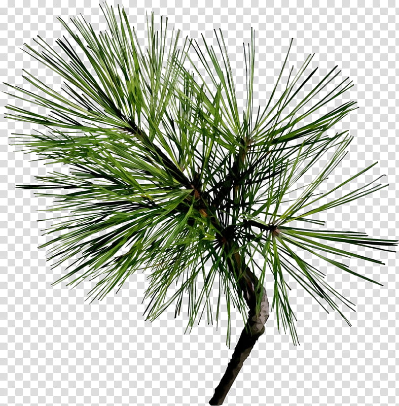 loblolly pine white pine tree red pine jack pine, Watercolor, Paint, Wet Ink, Shortstraw Pine, Yellow Fir, Lodgepole Pine, Western Yellow Pine transparent background PNG clipart