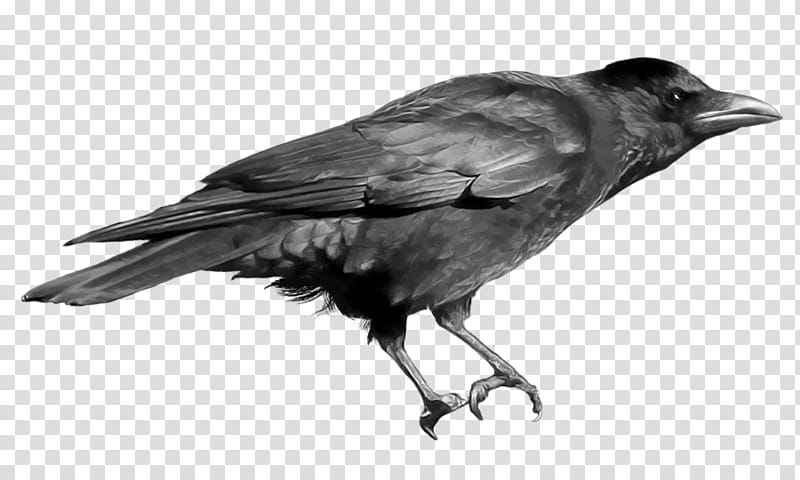 , black crow transparent background PNG clipart