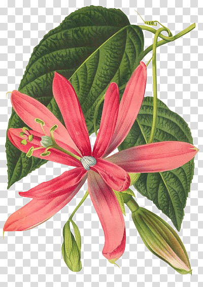 red flower and green leaves art transparent background PNG clipart