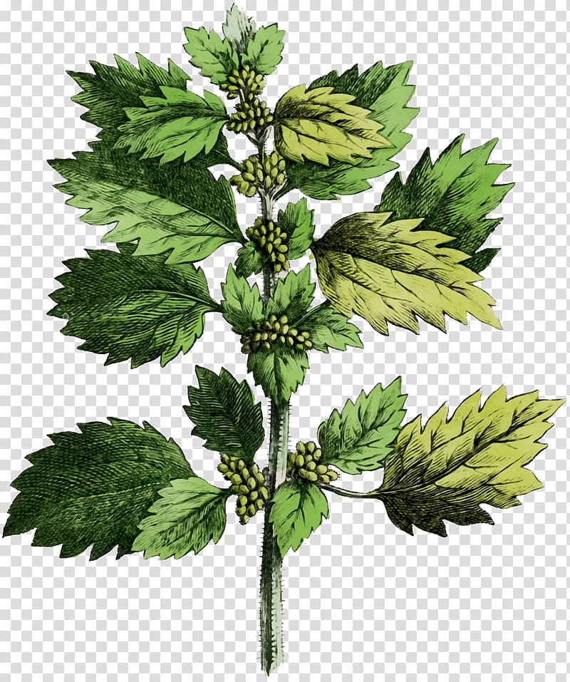 Common Nettle Plants Small Nettle Dioecy Lycopodiales, Watercolor, Paint, Wet Ink, Puzzlegrass, Herb, Viscum Album, Sorrel transparent background PNG clipart