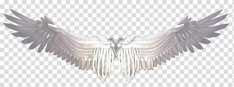 Angel, Wing, Drawing, Cherub, Flight Feather, Angel Wing, Bird Flight, White transparent background PNG clipart