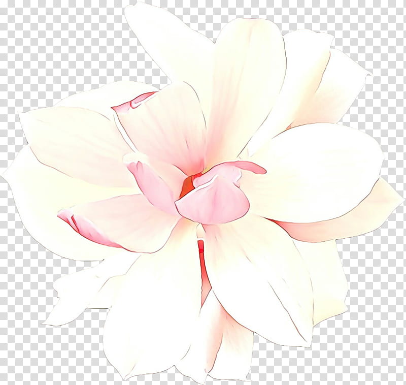 white petal pink flower plant, Cartoon, Magnolia, Magnolia Family transparent background PNG clipart