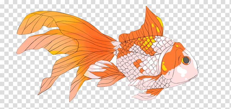 , white and orange pet fish transparent background PNG clipart