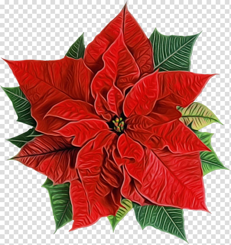 red and green leaves illustration, Holly, Watercolor, Paint, Wet Ink, Flower, Poinsettia, Leaf, Red, Plant, Anthurium transparent background PNG clipart