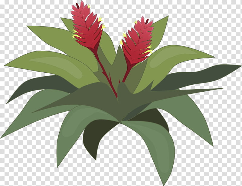 Flower Drawing, Bromelia, Tillandsia, Plants, Leaf, Vascular Plant, Bromeliads, Poales transparent background PNG clipart