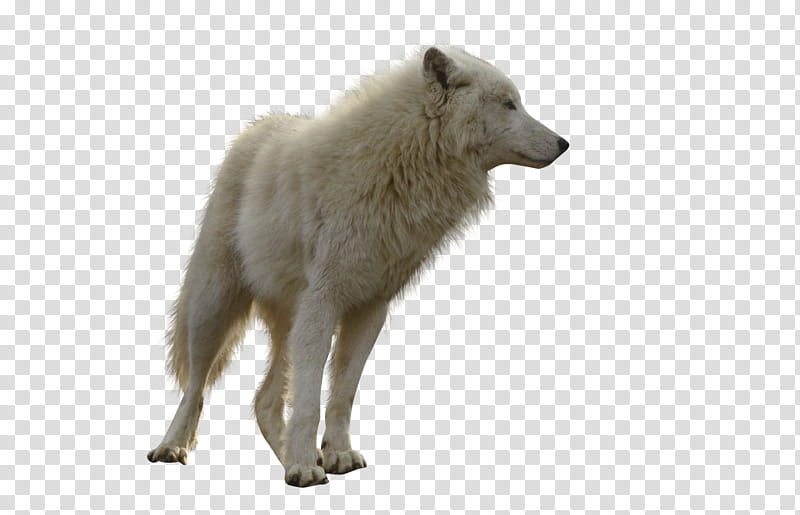 Precut Wolf ressource, white wolf transparent background PNG clipart