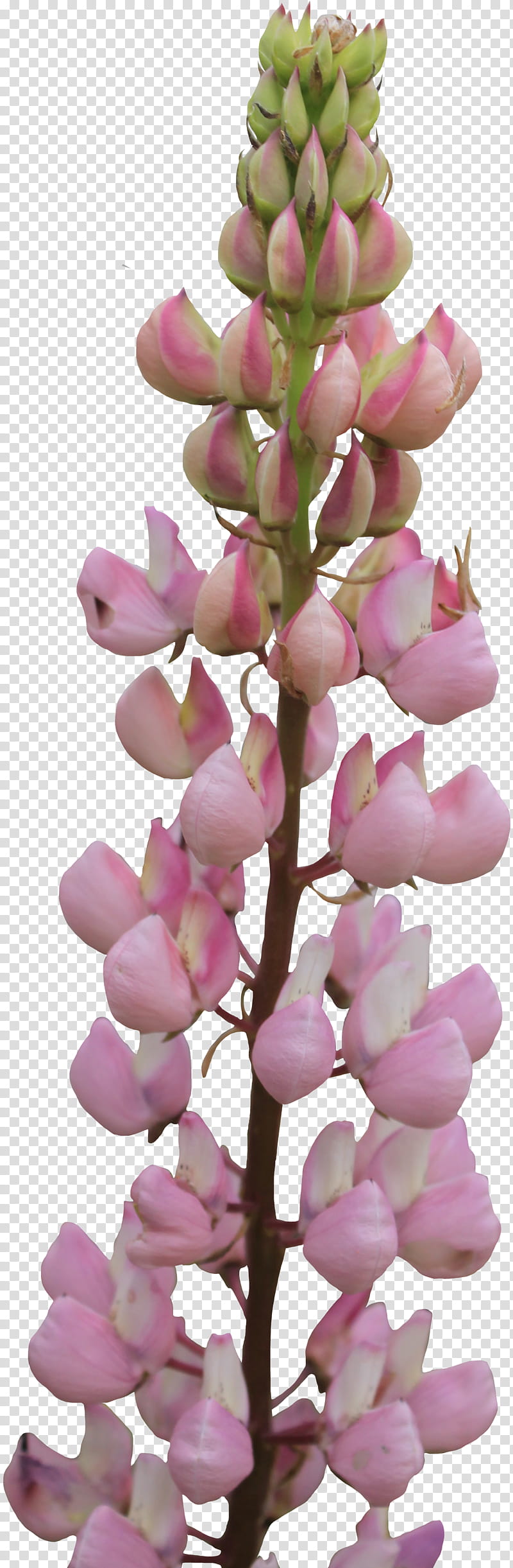 Delphinium, pink cluster flowers transparent background PNG clipart