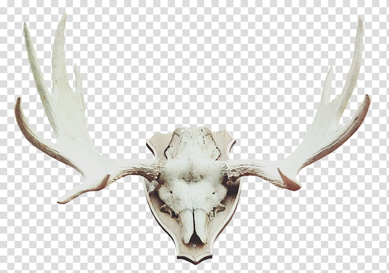 oh my goth, white animal skull transparent background PNG clipart