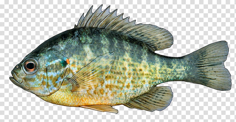 Fishing, White Bass, Tilapia, Pumpkinseed, Hybrid Striped Bass, Bluegill, Perch, White Perch transparent background PNG clipart