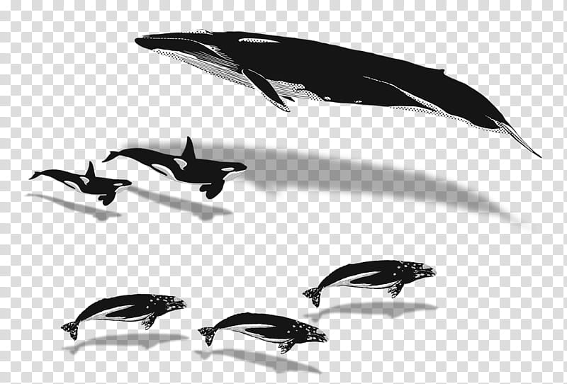 Whale, Whales, Whale Watching, Humpback Whale, Blue Whale, Killer Whale, Bird, Fin Whale transparent background PNG clipart